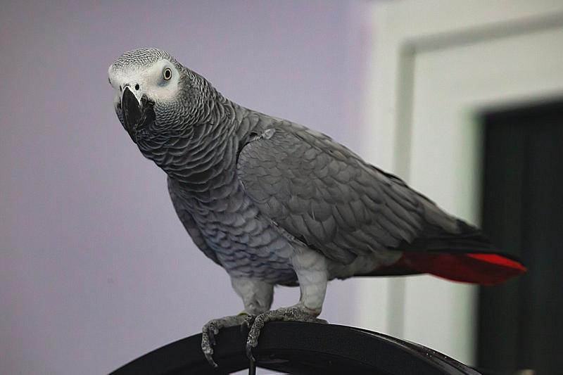 Jak złapać papugę do klatki