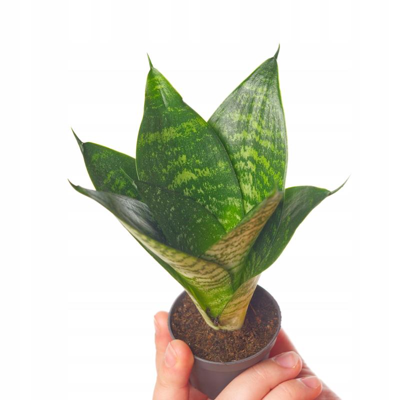 Kamuflaż i przetrwanie gatunków