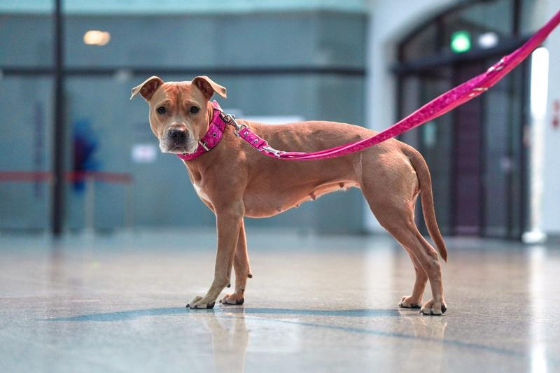 Kiedy pies na smyczy