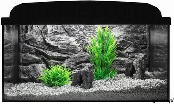 Klejenie tła akwarium krok po kroku