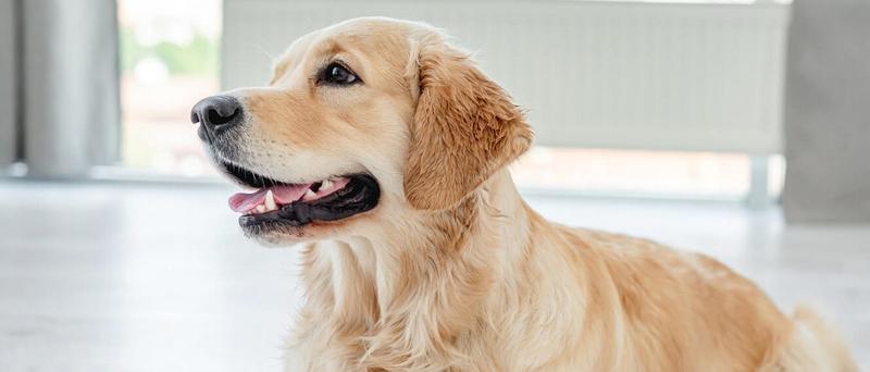 Komunikacja i język psów