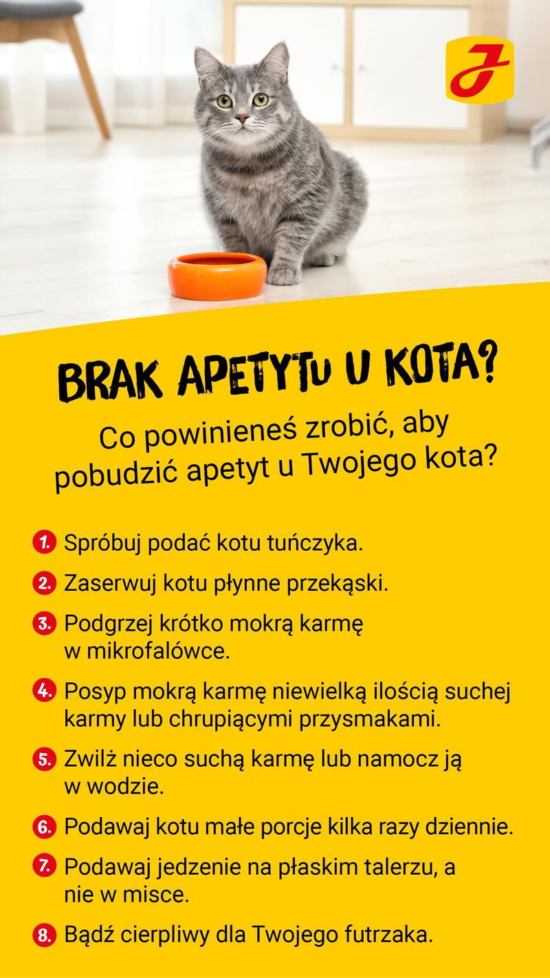 Kot nie chce jeść
