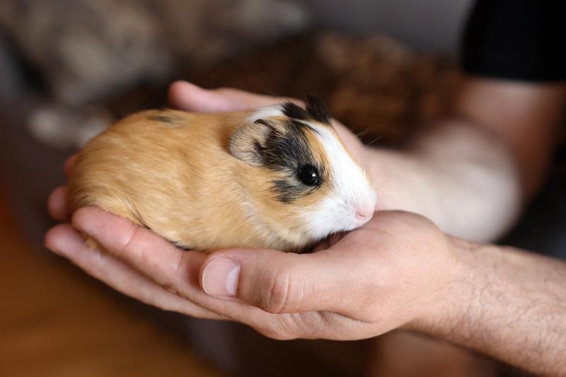 Łączenie i socjalizacja świnek morskich