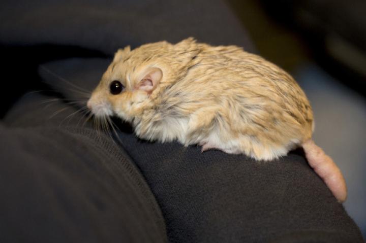 Legalność pobierania z chomika