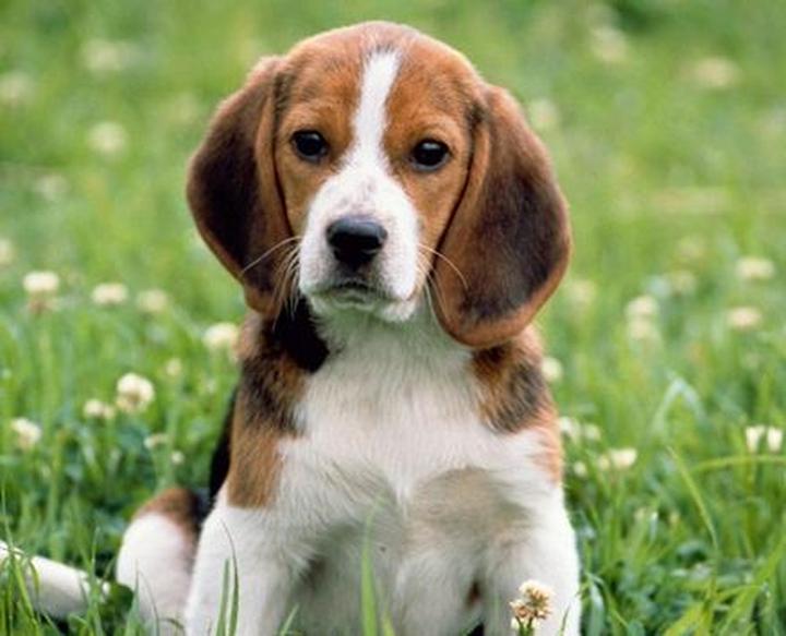 Najpopularniejsze rasy psów domowych