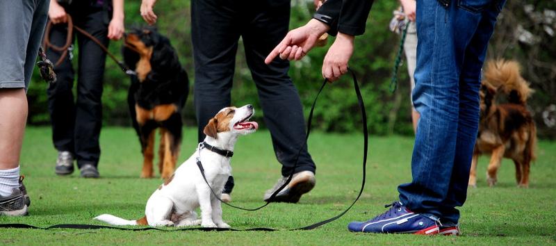 Najskuteczniejsze metody tresury psa