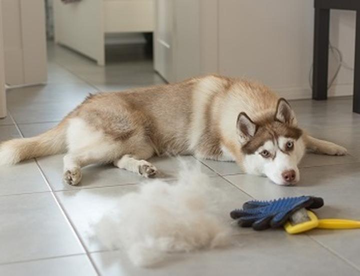 Naturalne metody usuwania sierści psa