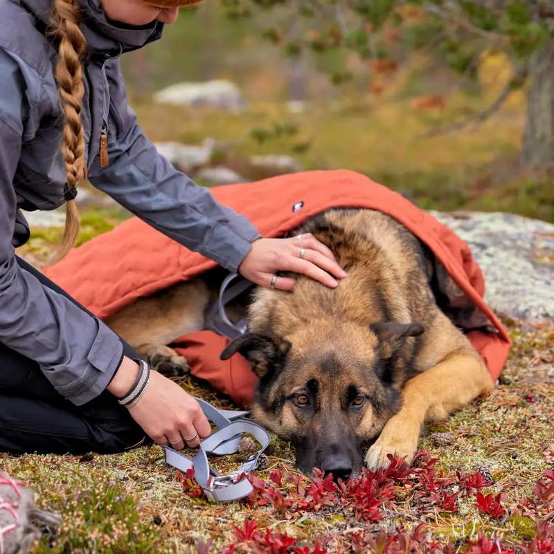 Niebezpieczna temperatura dla psa