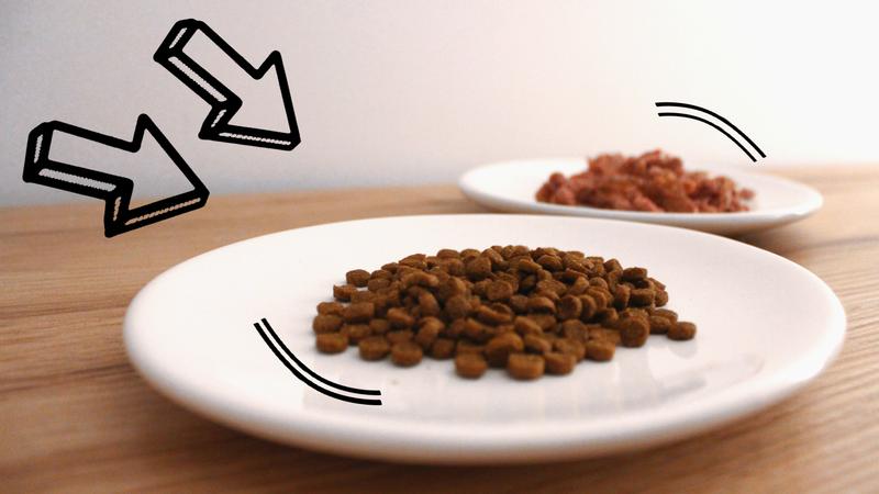 Obliczanie kaloryczności karmy dla psa