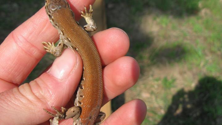 Obserwacja jaszczurek przez hobbystów i naukowców