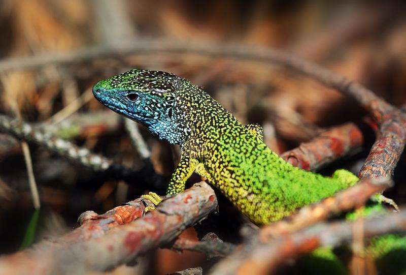 Ochrona jaszczurek i ekosystemów