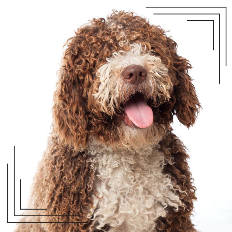 Pies dla dzieci na podwórko