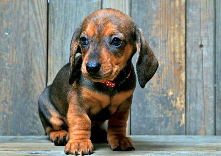 Pies dla rodziny z dziećmi