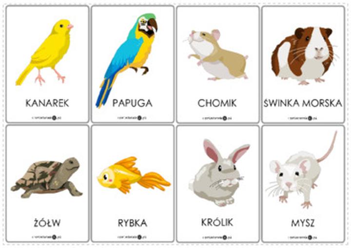 Podstawowe potrzeby zdrowotne zwierząt