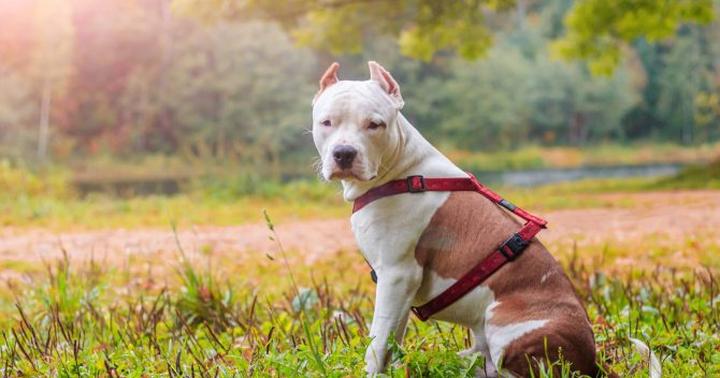 Postrzeganie amstaffów w społeczeństwie