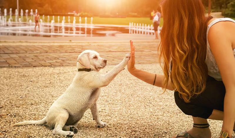 Pozytywne wzmocnienie w szkoleniu psa