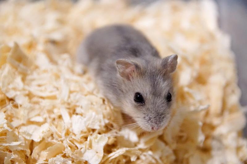 Prawo autorskie i prawa producentów