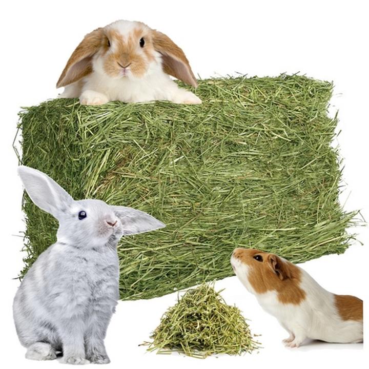 Przepis na pieczonego królika