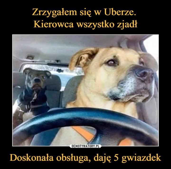 Przewóz zwierząt w Uberze