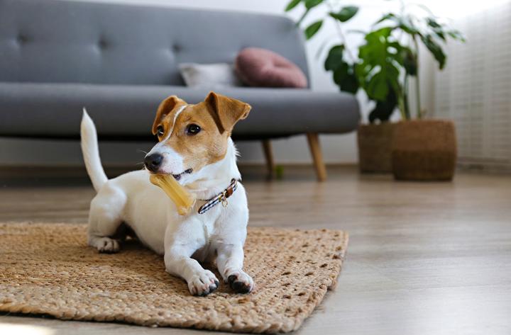 Przygotowanie podwórka dla psa