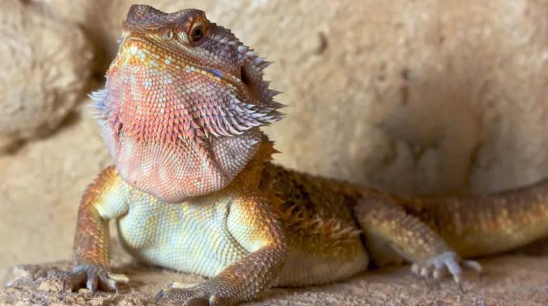 Przystosowania i adaptacje gadów