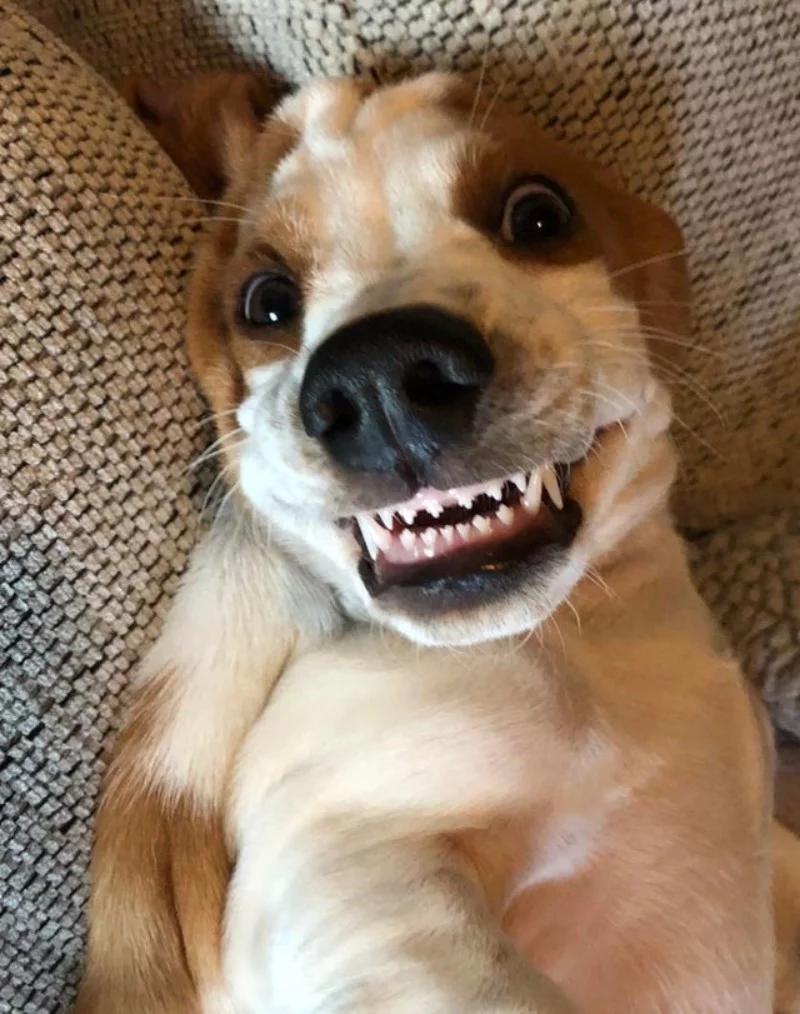 Psychologia psa i emocje