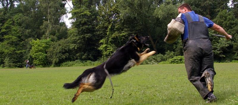 Psychologia psa i potrzeby