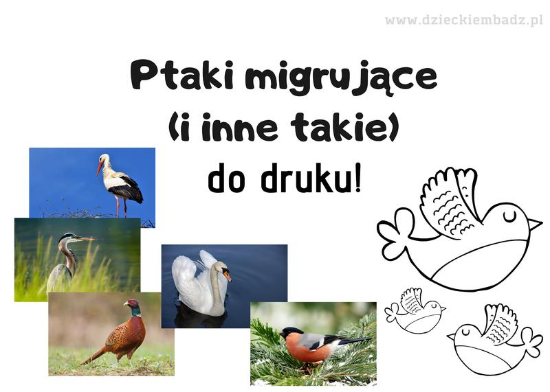 Ptaki w ciepłych krajach