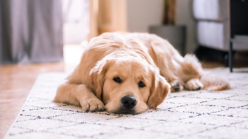 Rasy psów dla alergików