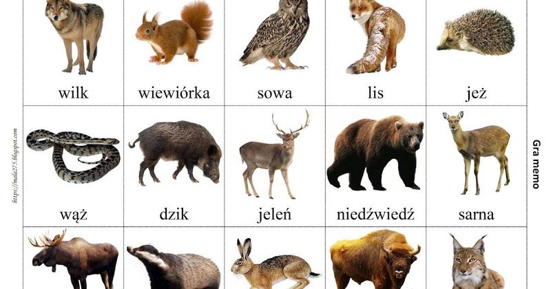 Rola grzybów w diecie zwierząt