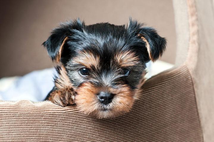 Rutyna karmienia yorka