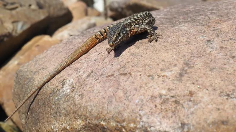 Siedliska i środowisko jaszczurek
