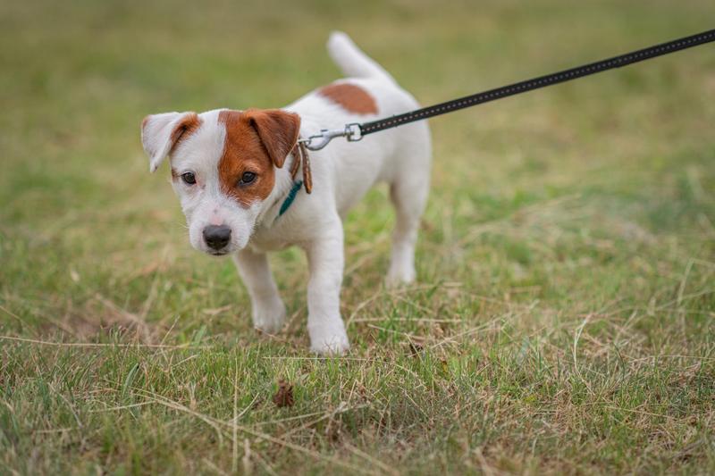 Smycz czy swoboda psa