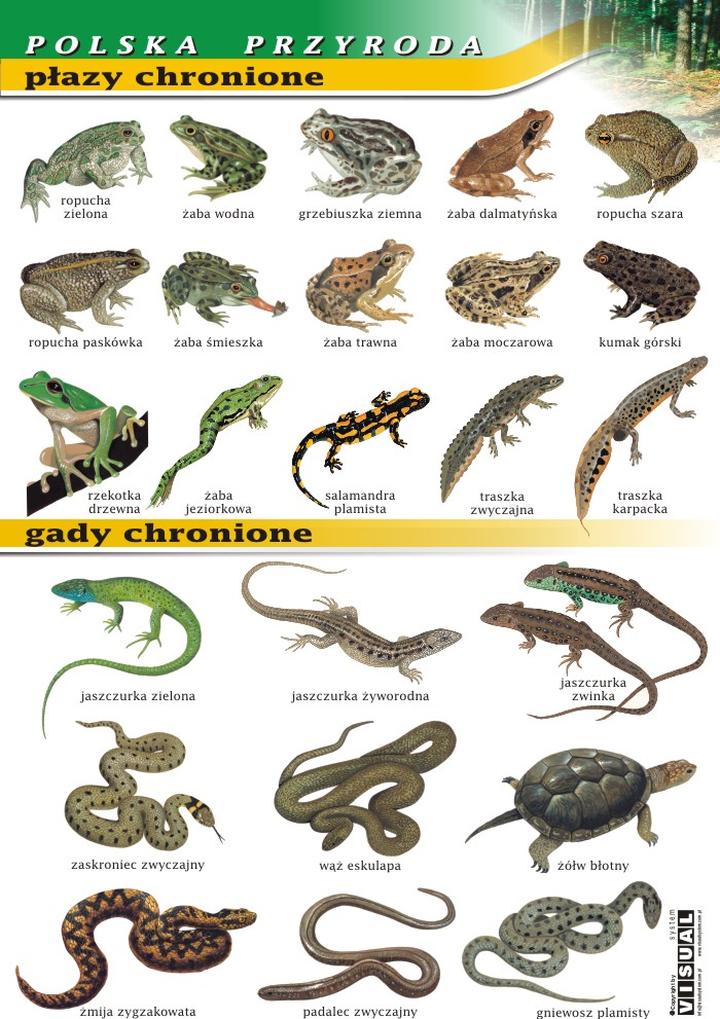 Środowisko naturalne gadów