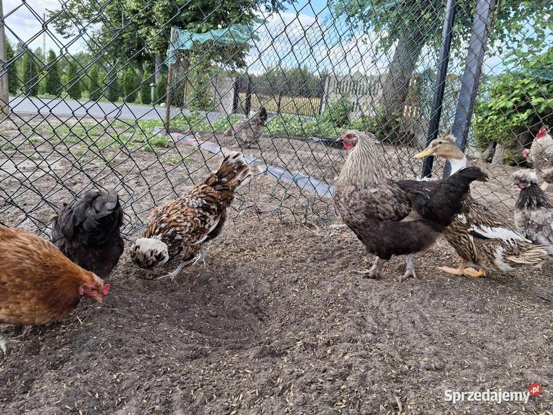 Symbolika czubatki w kulturze polskiej