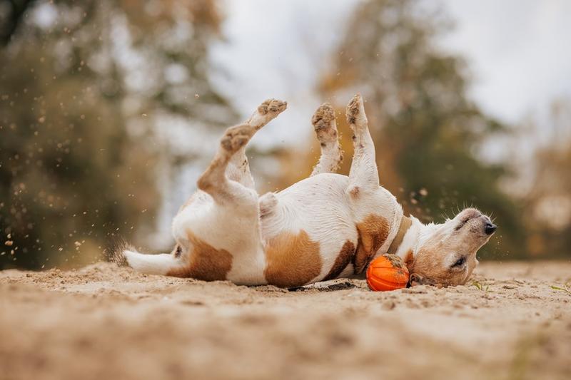 Tarzanie się w padlinie