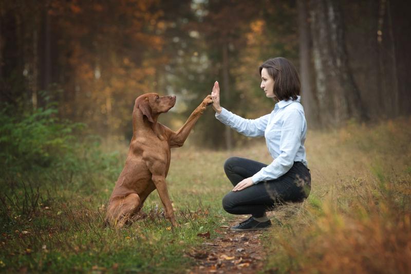 Techniki nagradzania psa