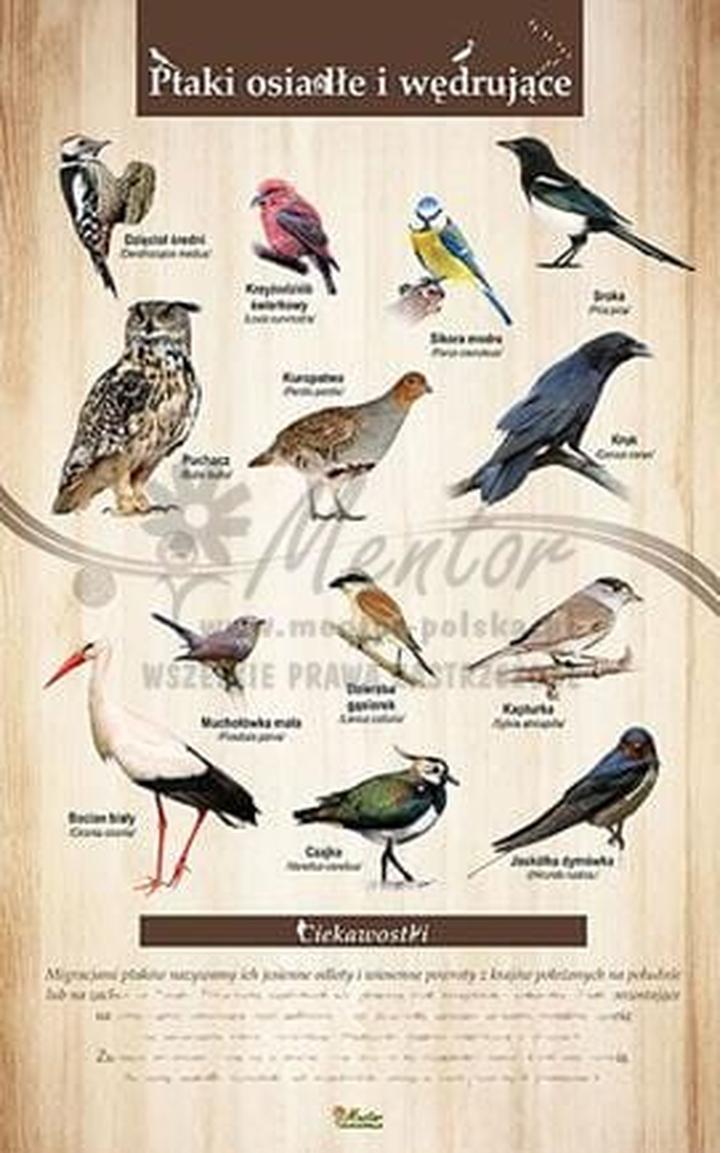 Trasy migracyjne ptaków