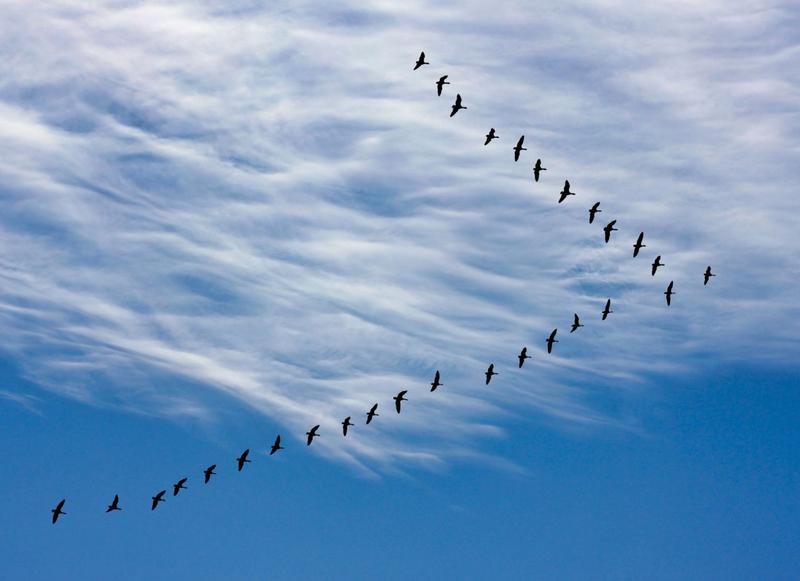 Wpływ zmian klimatycznych na ptaki