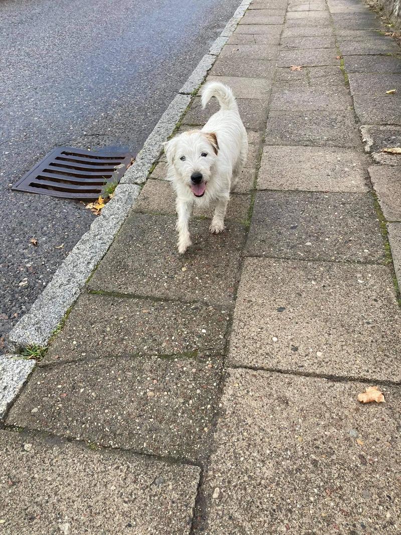 Zabawy i aktywności dla psa