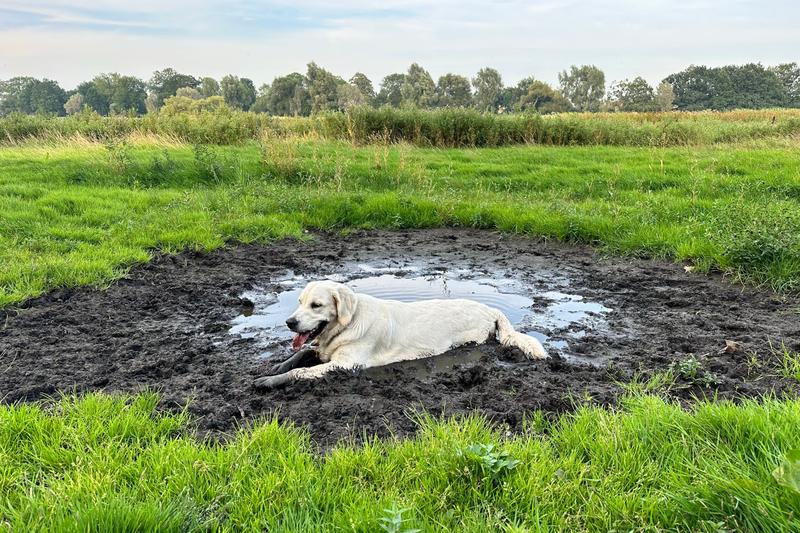 Zapach padliny u psów