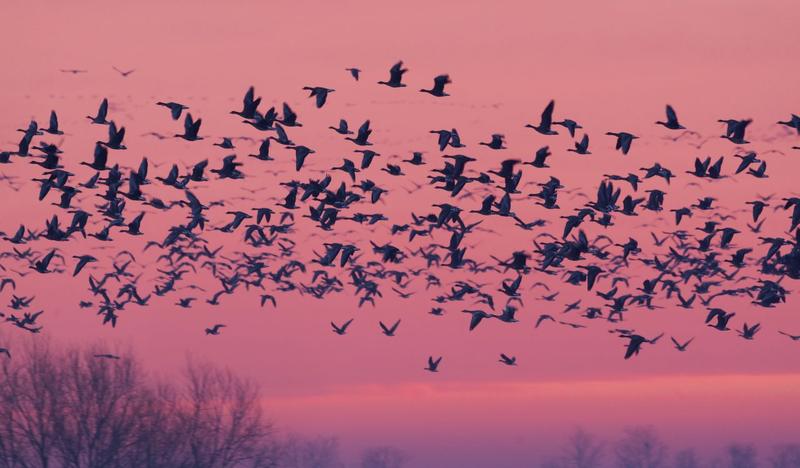 Zjawisko migracji ptaków