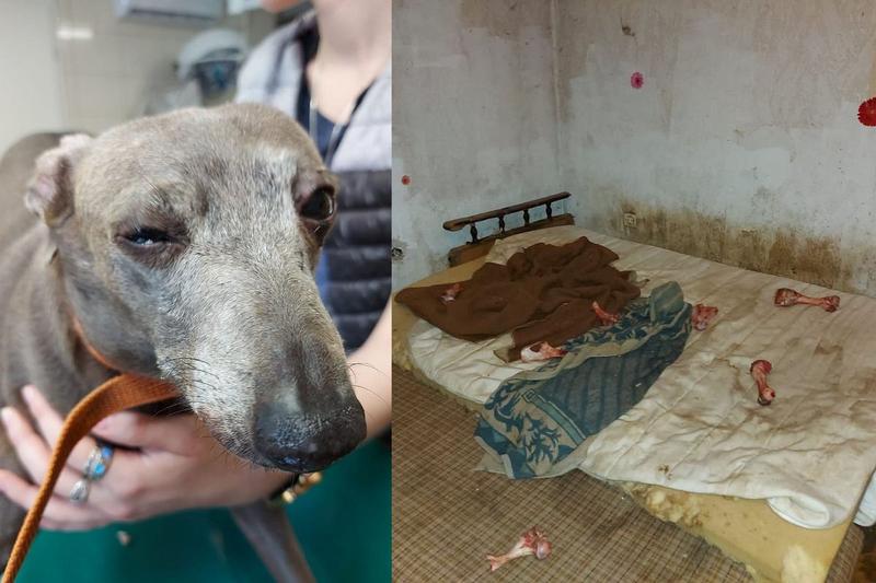 Zwierzęta w edukacji szkolnej