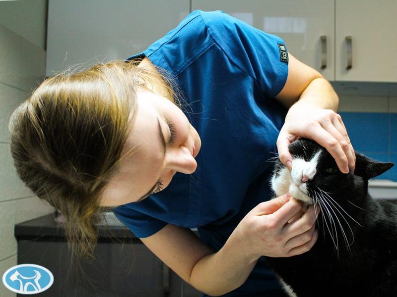 Badanie kliniczne zwierząt – co warto wiedzieć i jakie etapy obejmuje?