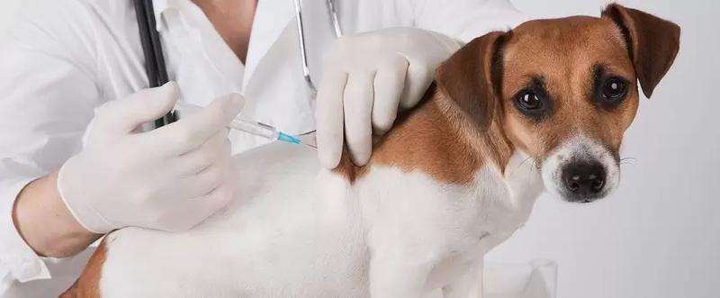 Co warto wiedzieć o objawach po szczepieniu psa?