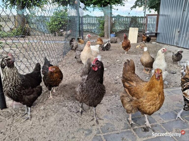 Czym charakteryzuje się czubatka – poznaj tajemnice tego fascynującego ptaka