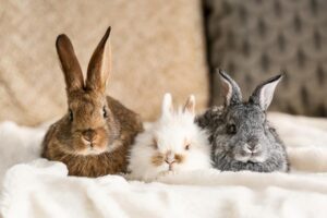 Dlaczego króliki nie pocą się: tajemnice ich unikalnej termoregulacji