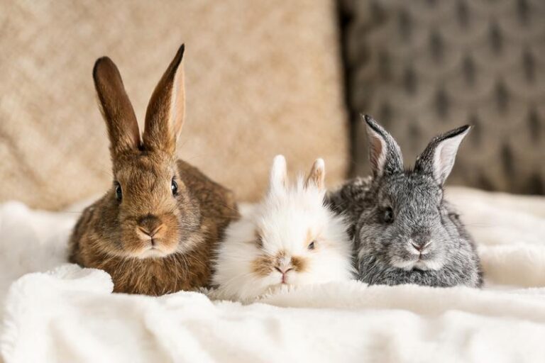 Dlaczego króliki nie pocą się: tajemnice ich unikalnej termoregulacji