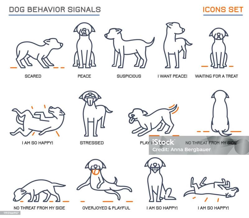 Dlaczego pies podnosi nogę przy sikaniu? Zrozumienie tego zachowania