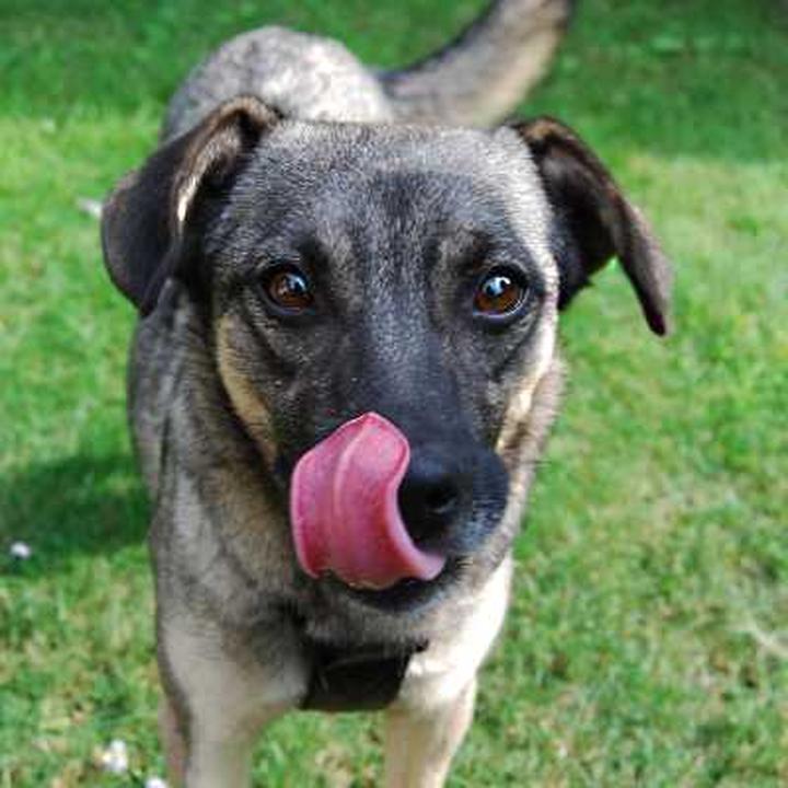 Dlaczego psy liżą sobie uszy? Odkrywamy tajemnice tego zachowania